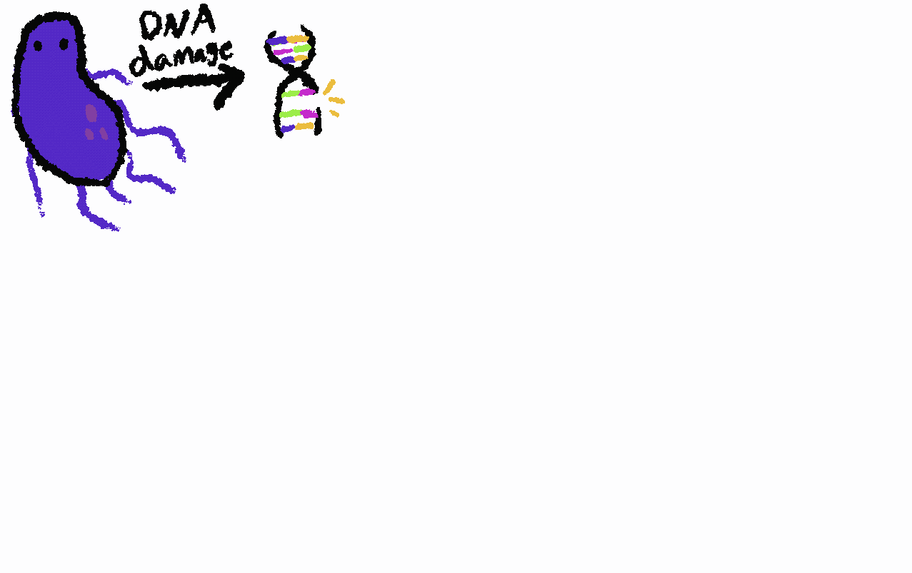 pyocin-pathway